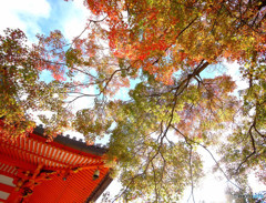 紅葉散歩・勝尾寺