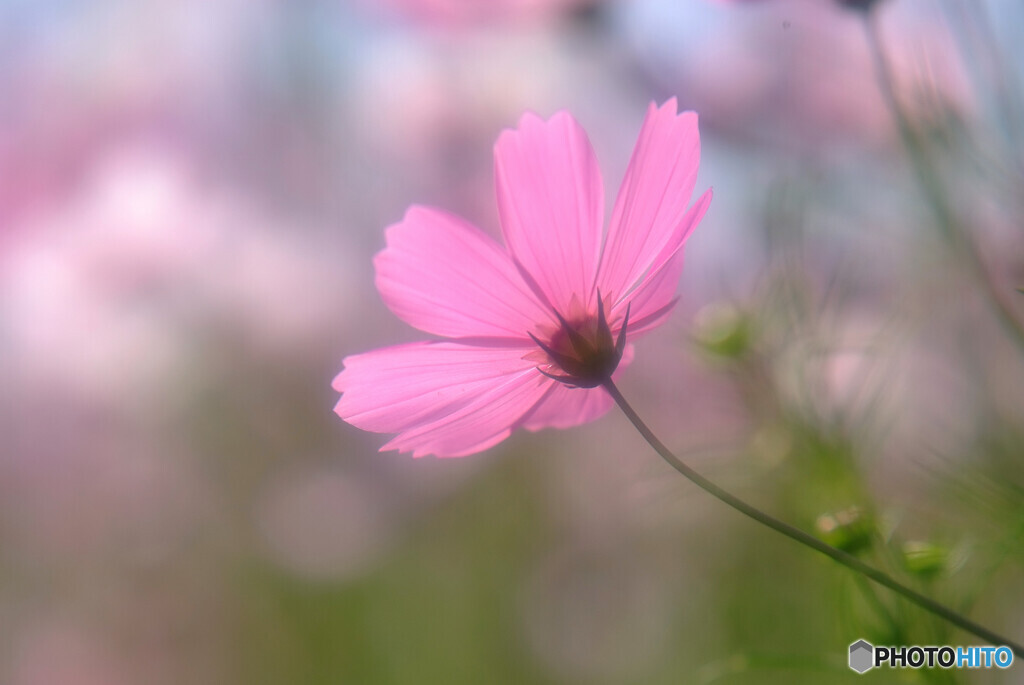 秋を感じて❁コスモス2021