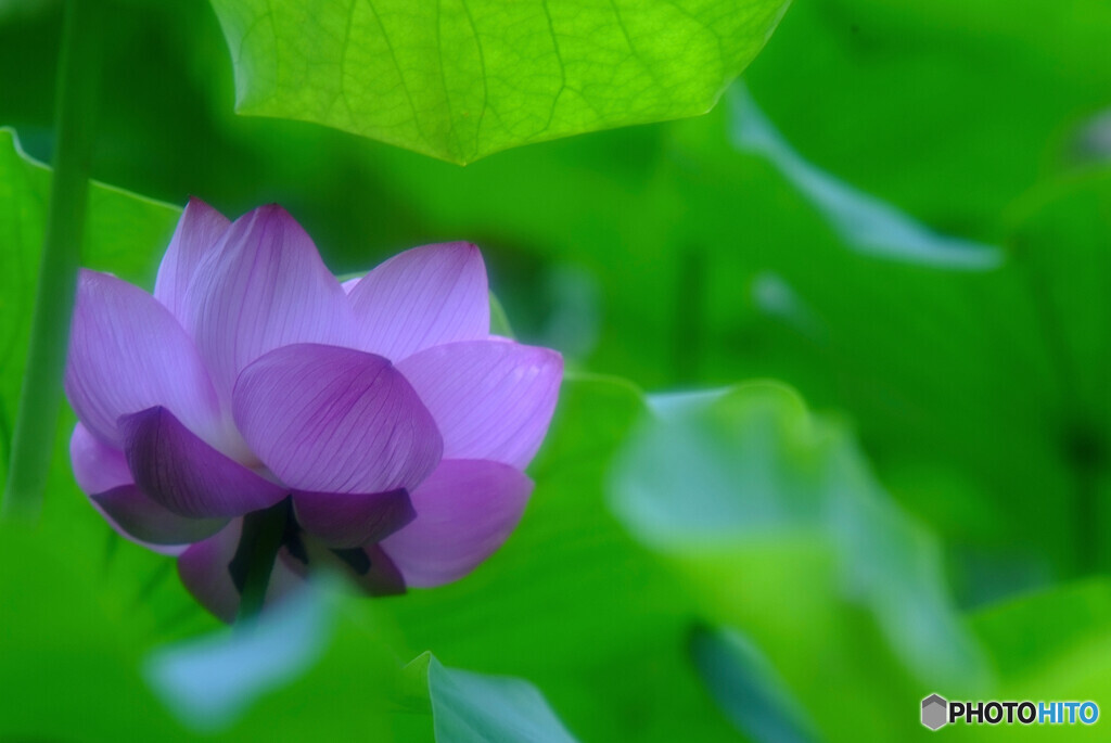 夢のまた夢・蓮