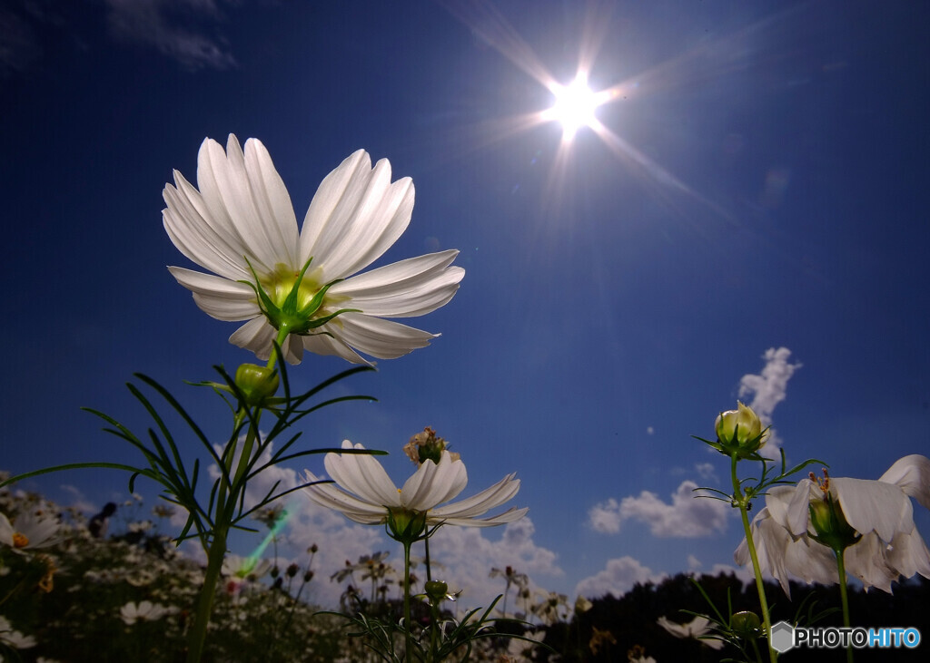 本日も晴天なり✿秋桜