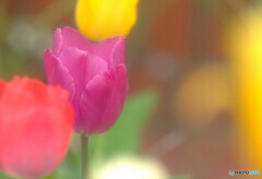 夢の続き✿春Story