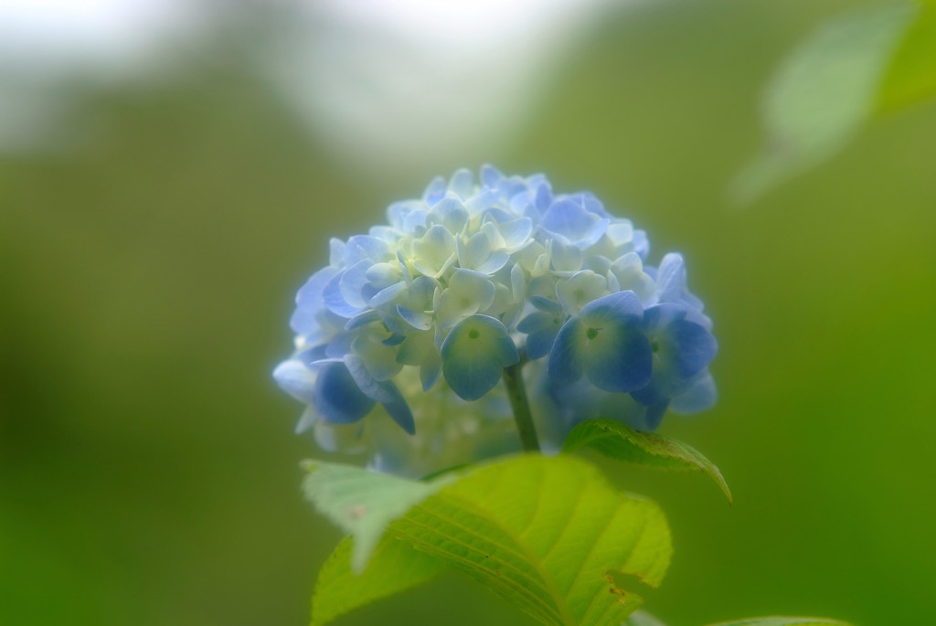 初夏のかおり・華