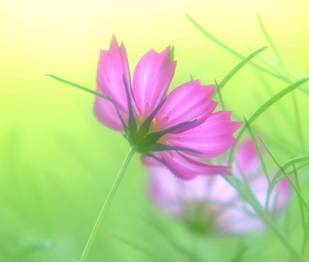 誘惑・こすもす