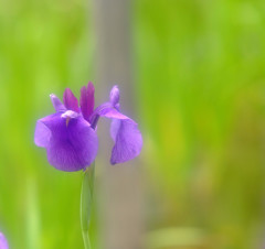 ひとりなら・華