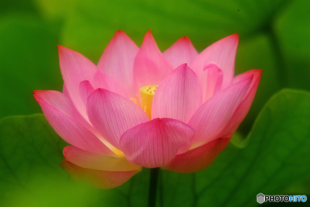 清らかな心・華