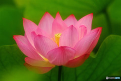 清らかな心・華