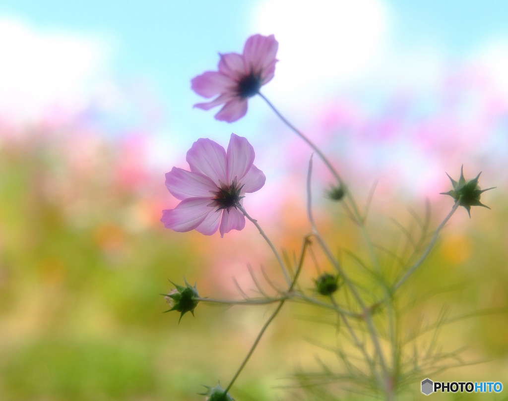 踊ってみませんか？・秋桜