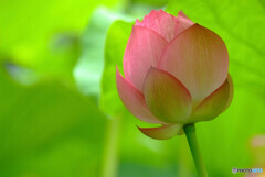 静寂の朝☂蓮物語