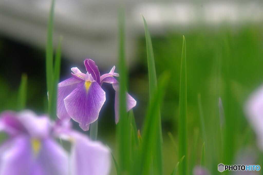 Japanese Beauty✿皐月の出会い