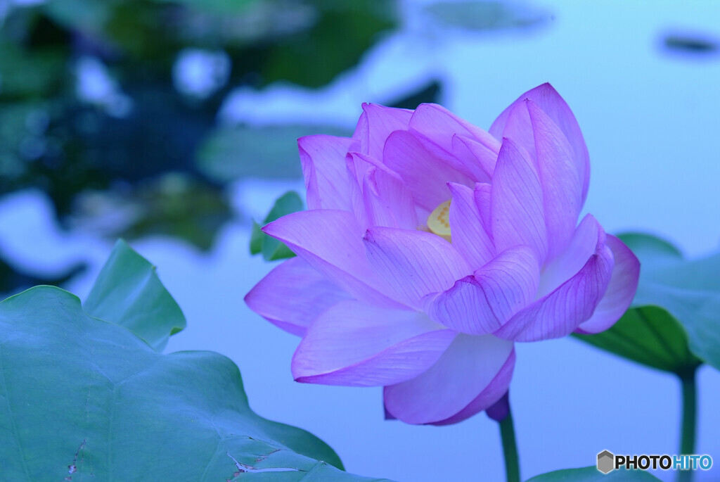 初夏の日の2020❁艶