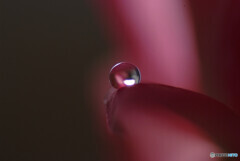 皐月の真珠✾恋