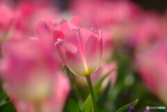やすらぎの時❁4月の朝