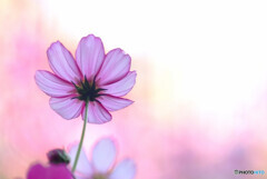 秋日和✿癒しの時