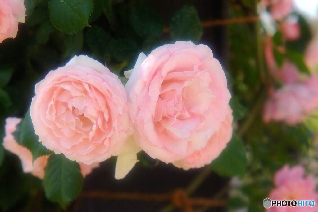 親愛なる父へ届け