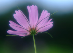 秋うらら・こすもす