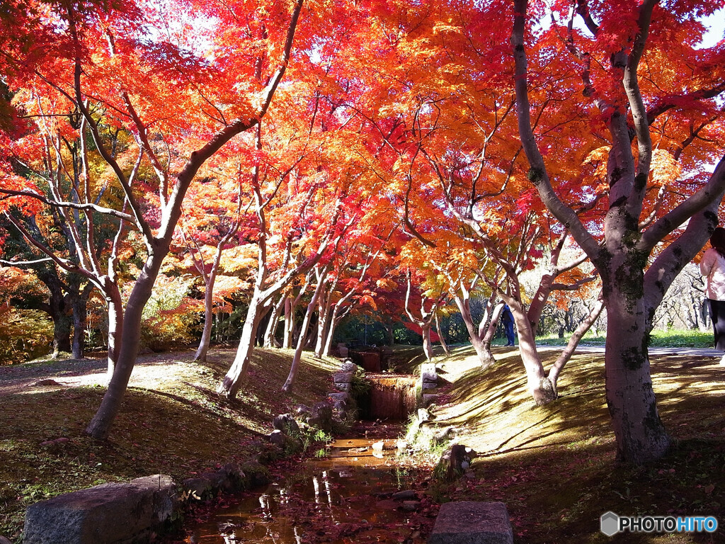 紅葉の宴✿晩秋2024