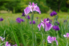 涼暮月の詩✿菖蒲