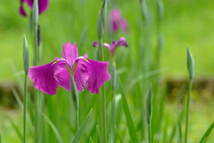 魅せられて✿菖蒲物語