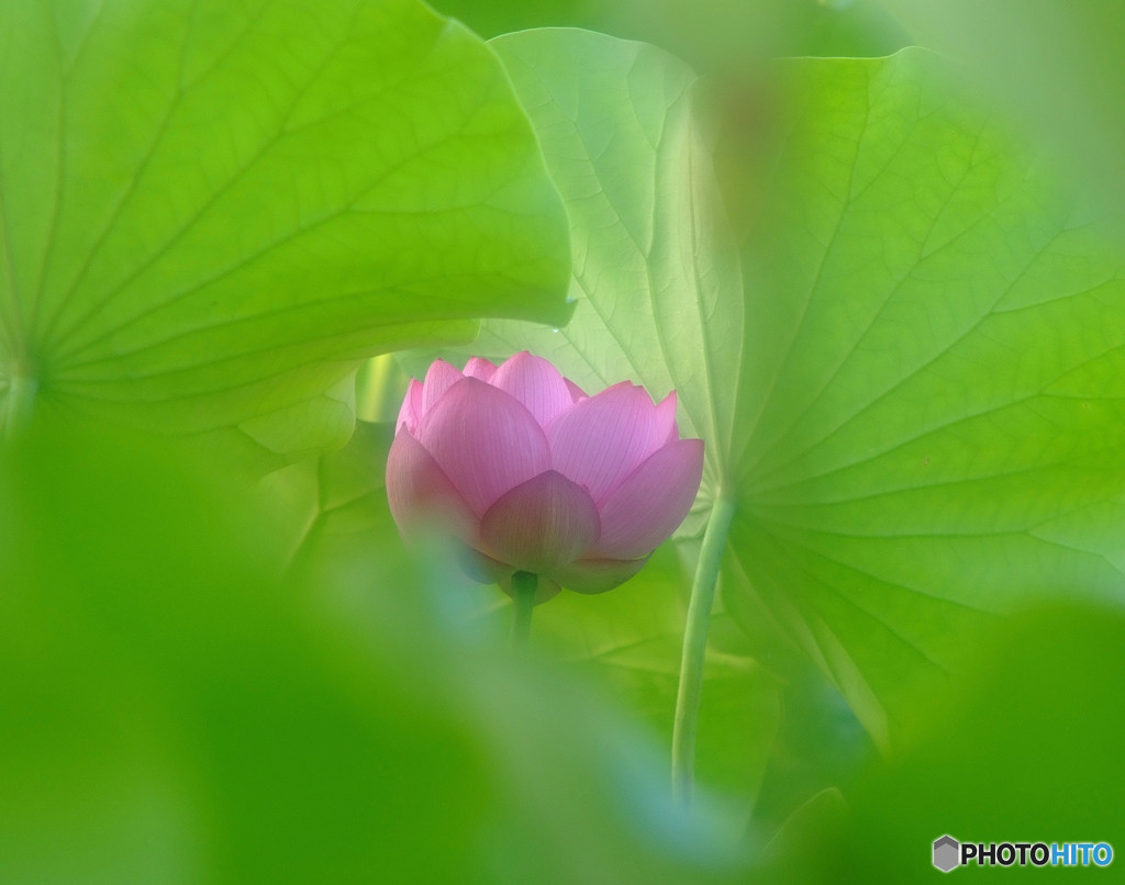 いつか・何処かで・華