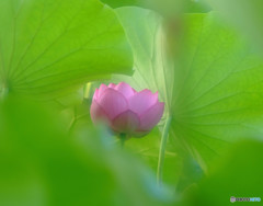 いつか・何処かで・華