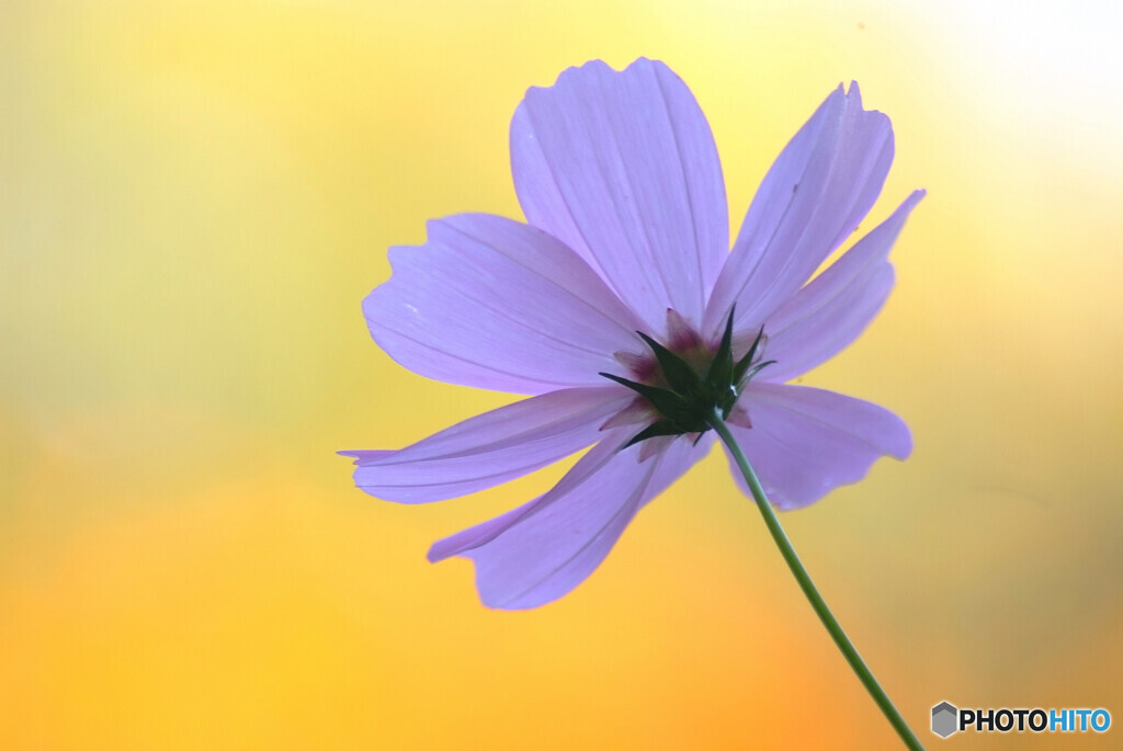酔いしれて❁歓喜の華