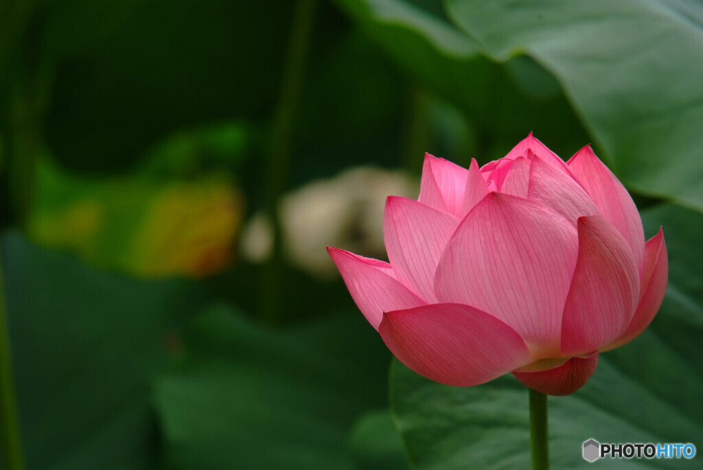 酔いしれて❁夢時間