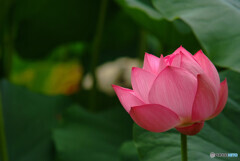 酔いしれて❁夢時間