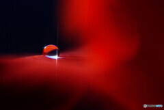 薔薇の誘惑✿雫