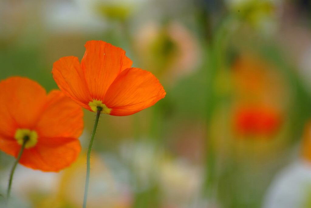 穏やかな日♩花の丘
