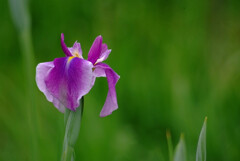 Natural✿皐月の華