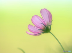秋散歩・秋桜