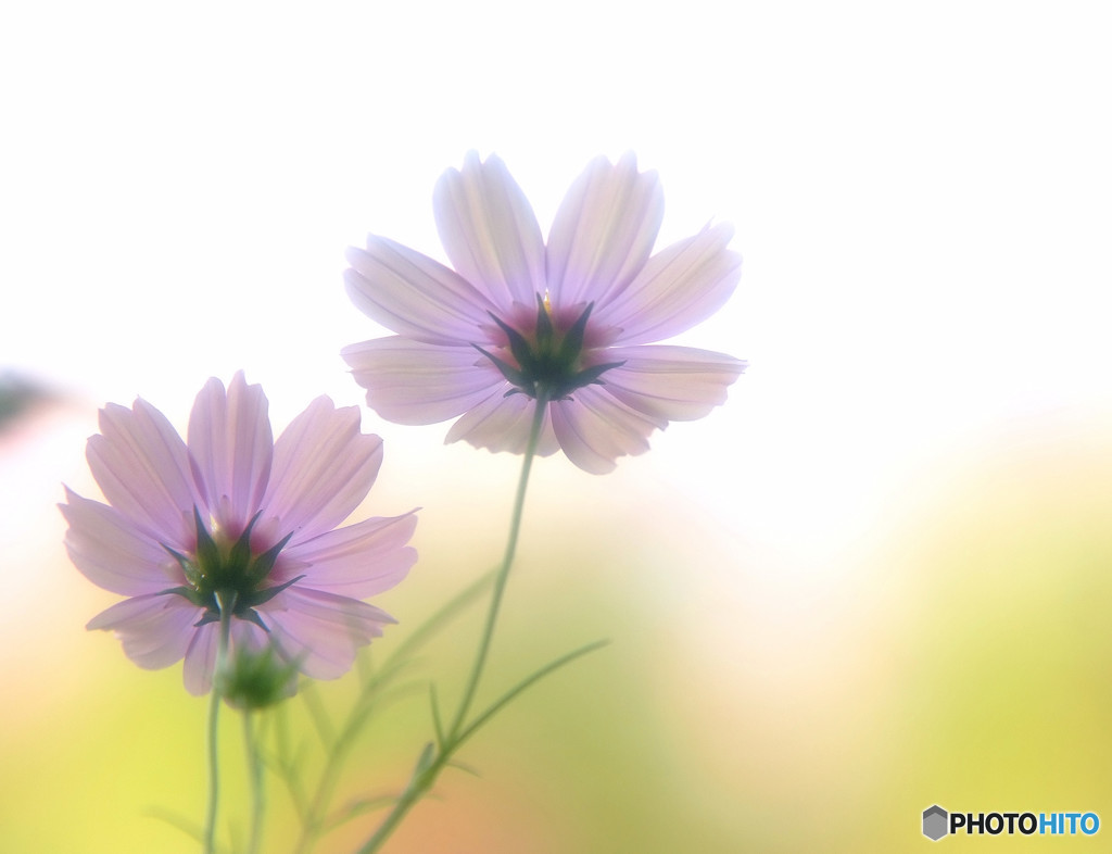 守ってあげたい・2015