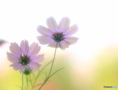 守ってあげたい・2015