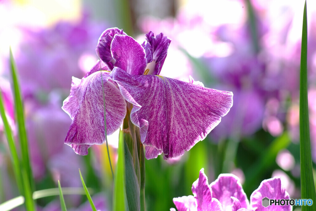 Japanese Beauty✾艶やかに