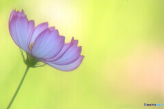 華やかに美しく✿Cosmos