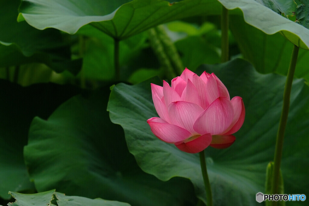 もしも願いが叶うなら✿蓮