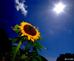 情熱大陸・夏