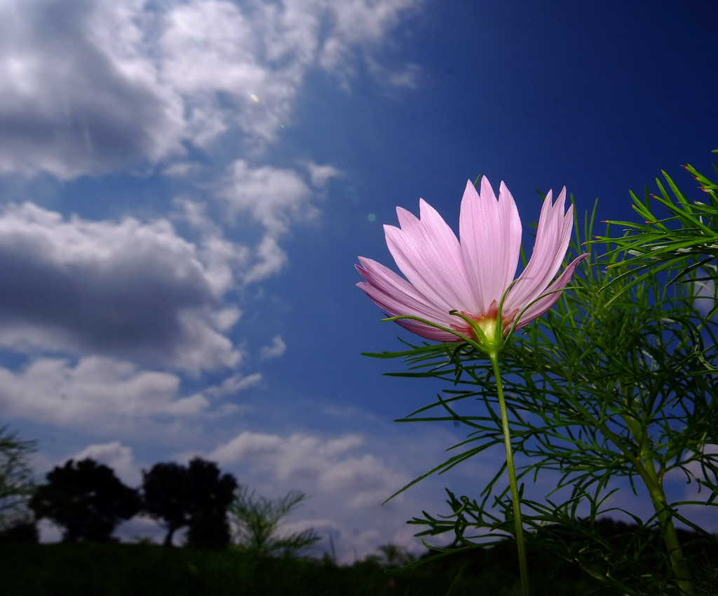 秋桜・花言葉2014