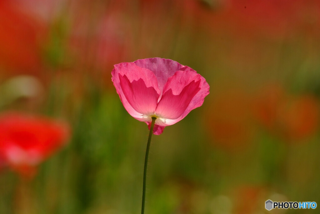 皐月の光✿雛芥子