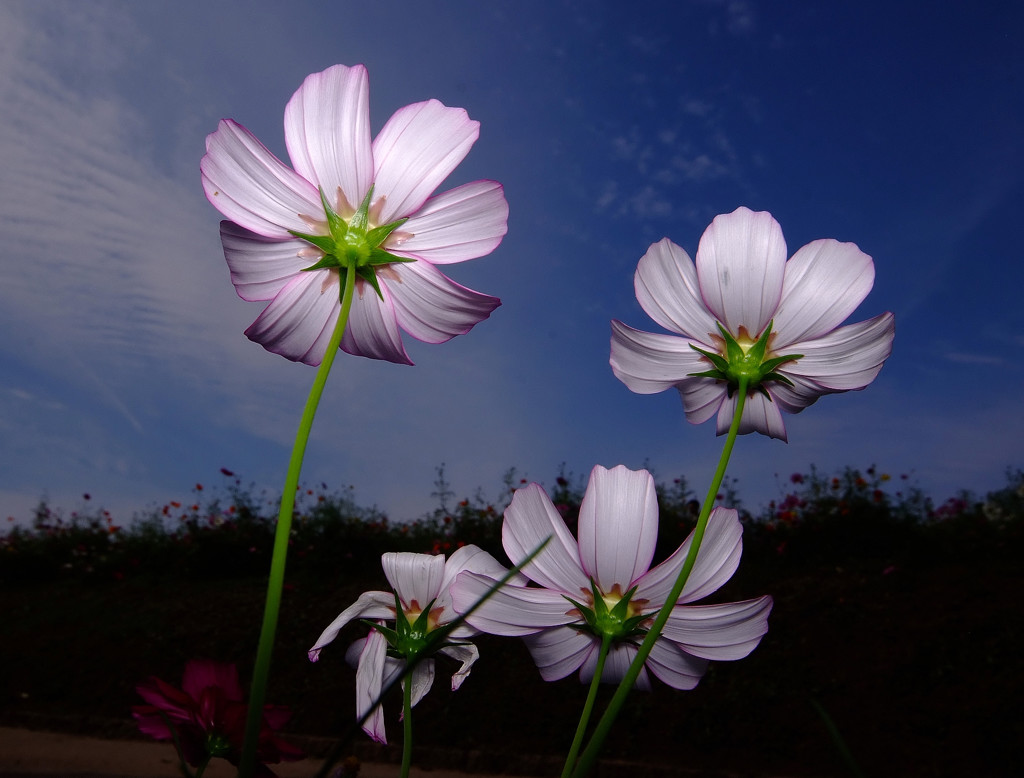 秘密の花園・こすもす（２）