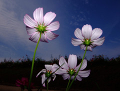 秘密の花園・こすもす（２）