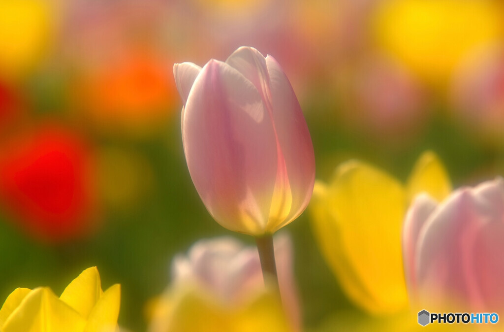 ときめきの時・華