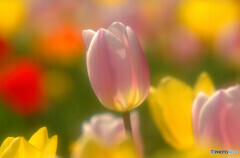 ときめきの時・華