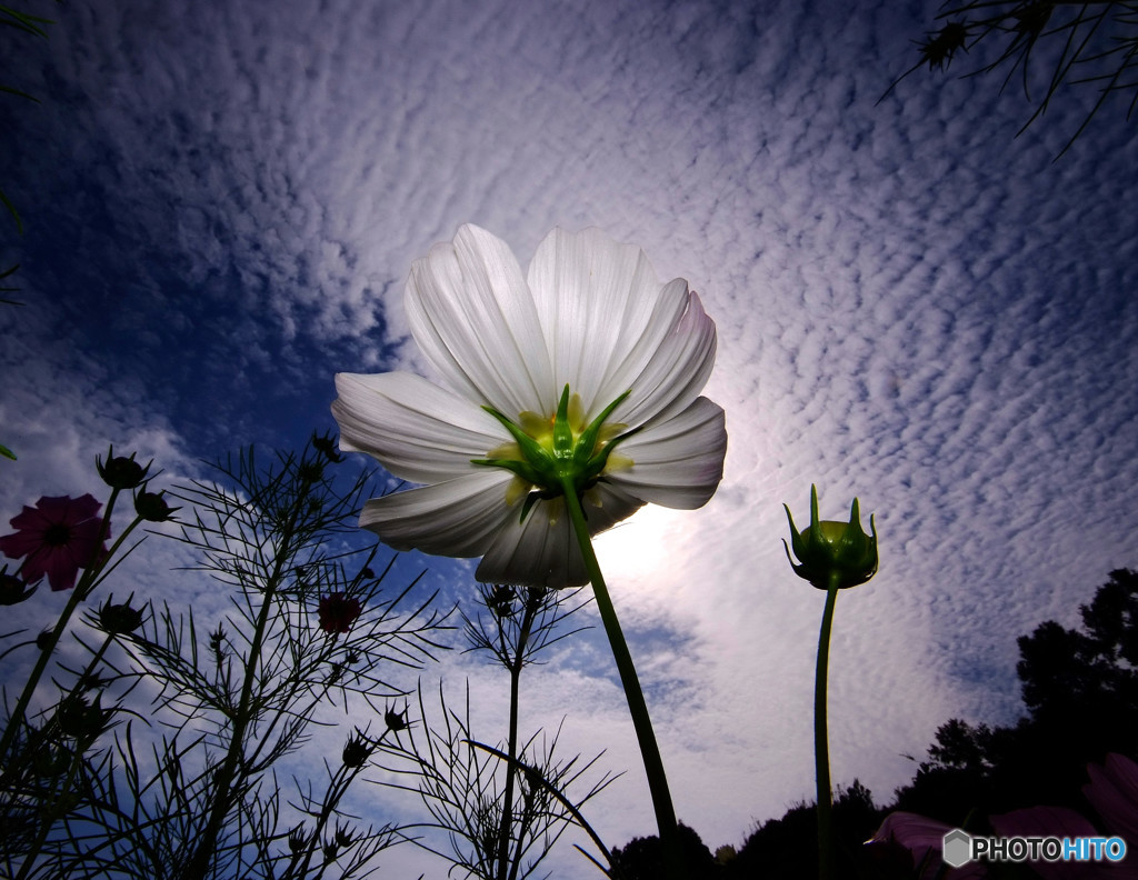 秋心・秋桜