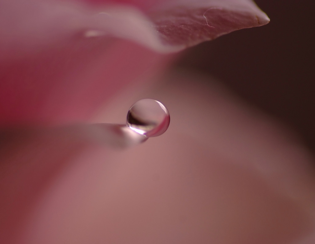 桜色の世界（Ⅶ）