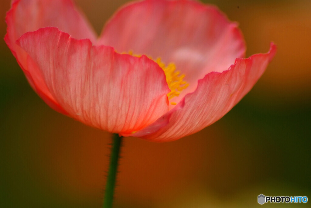赤の誘惑❁花の丘