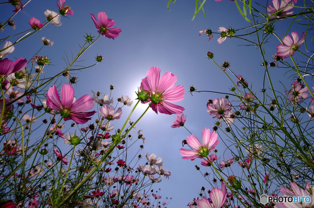 見上げれば✿神無月の錦