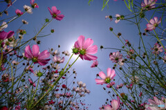 見上げれば✿神無月の錦