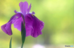 水無月の誘惑・華