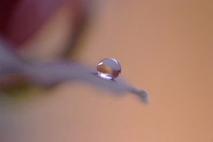 桜色の世界（Ⅵ）